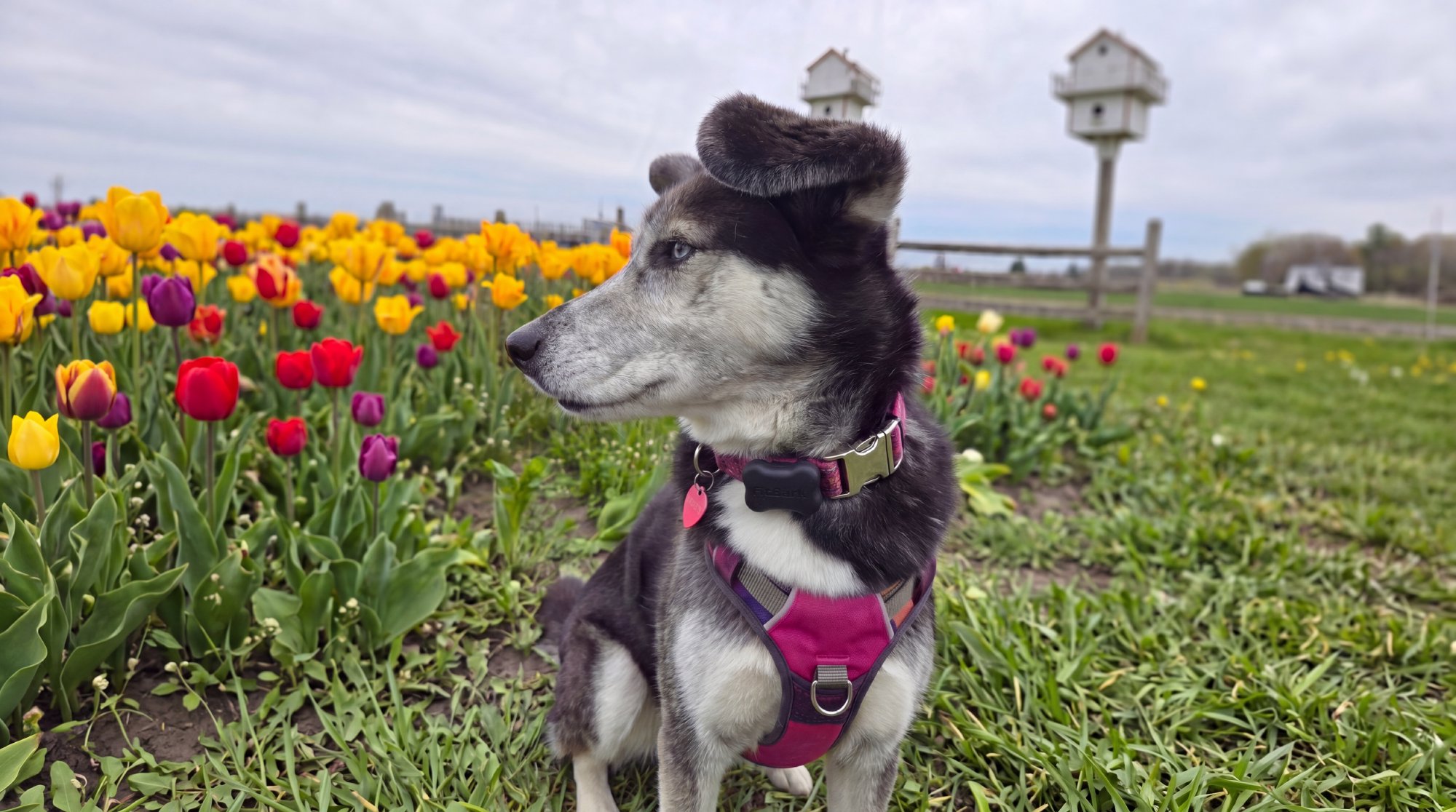 A dog wearing a FitBark activity tracker on their collar